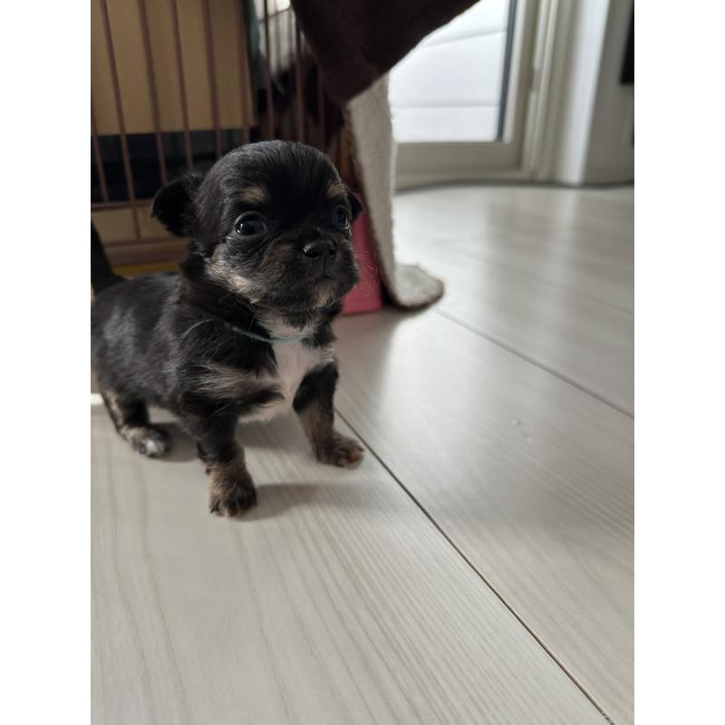 販売中の山形県のチワワ(ロングコート)-437244の2枚目