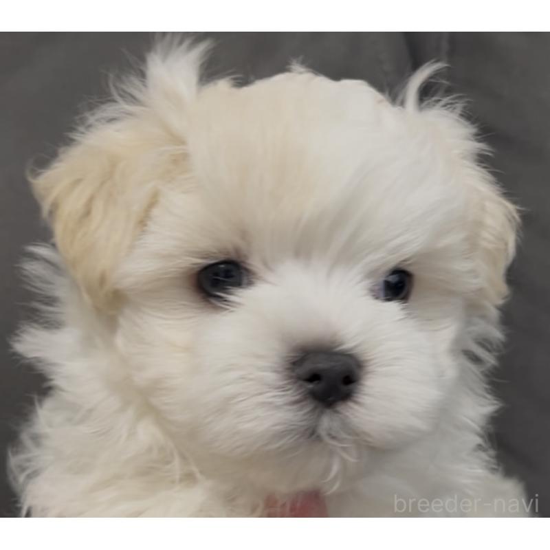 販売中の滋賀県のマルチーズ-430675の45枚目