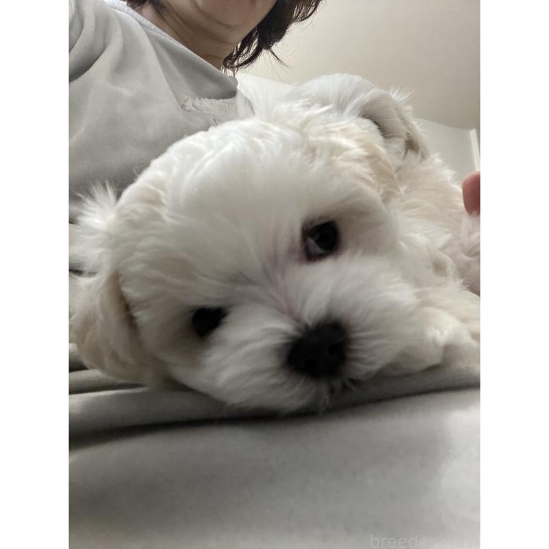 販売中の滋賀県のマルチーズ-430675の44枚目