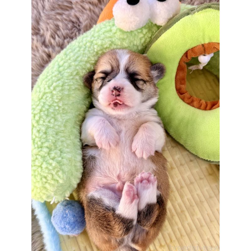 販売中の千葉県のウェルシュコーギーペンブローク-437533の7枚目