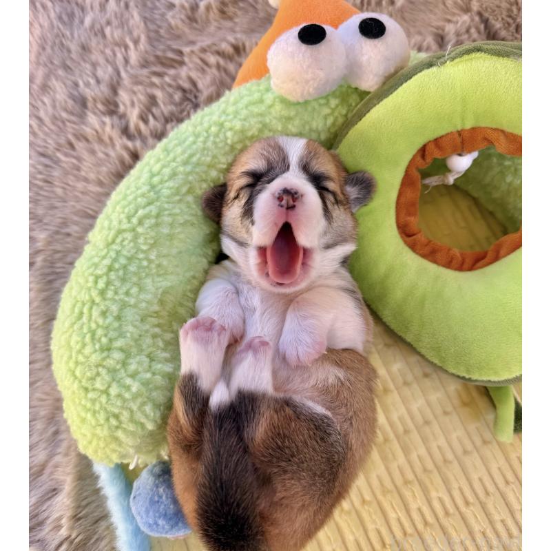 販売中の千葉県のウェルシュコーギーペンブローク-437533の6枚目