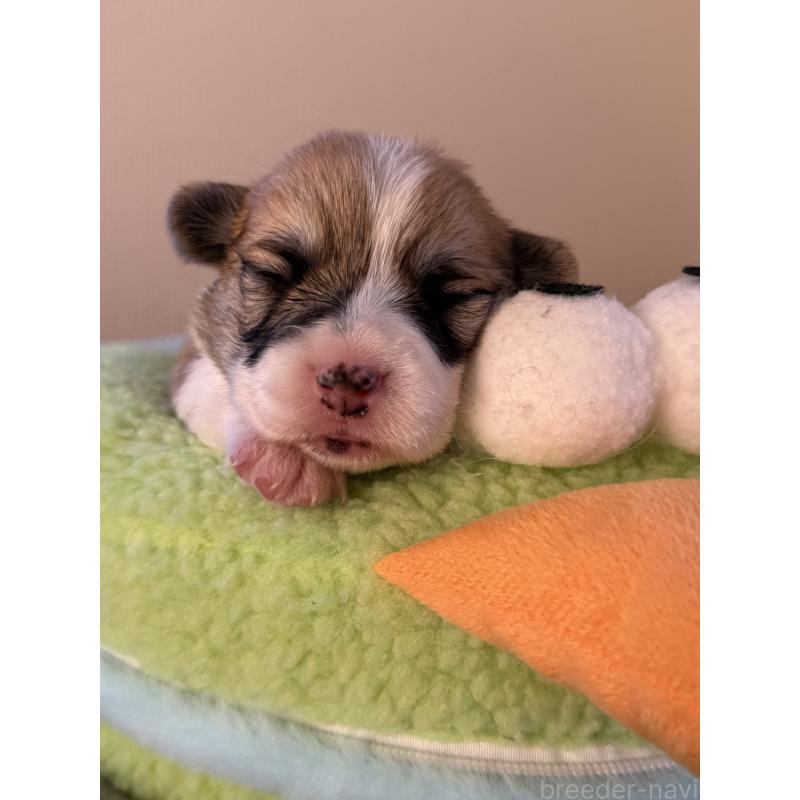 販売中の千葉県のウェルシュコーギーペンブローク-437533の4枚目