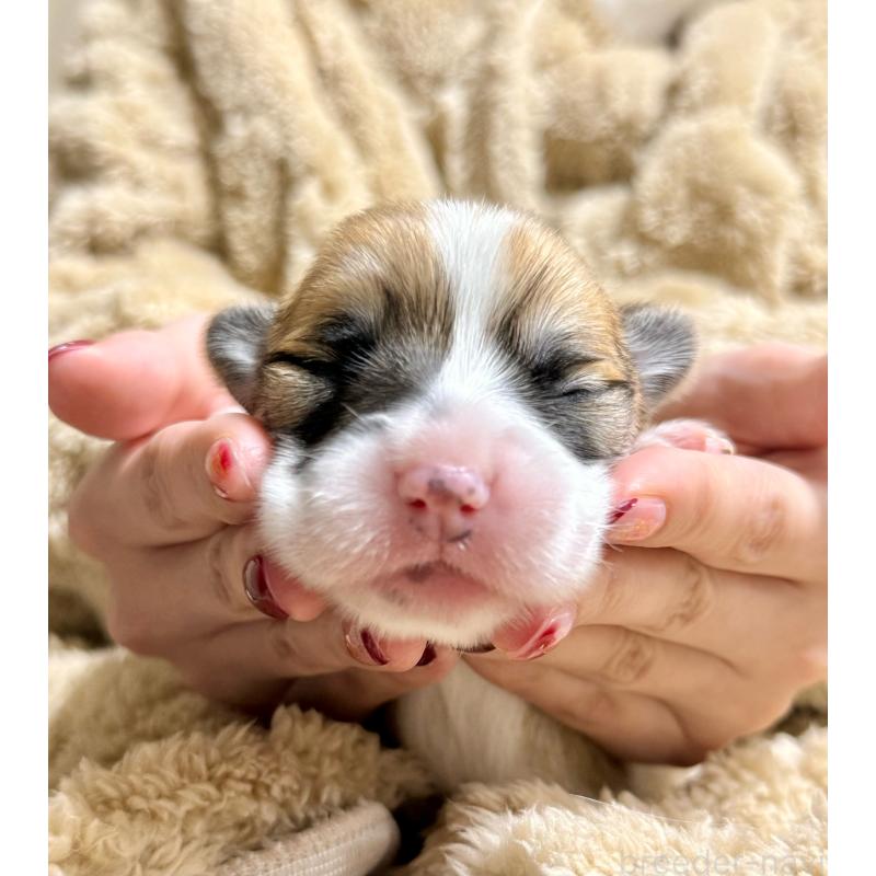 販売中の千葉県のウェルシュコーギーペンブローク-437533の3枚目