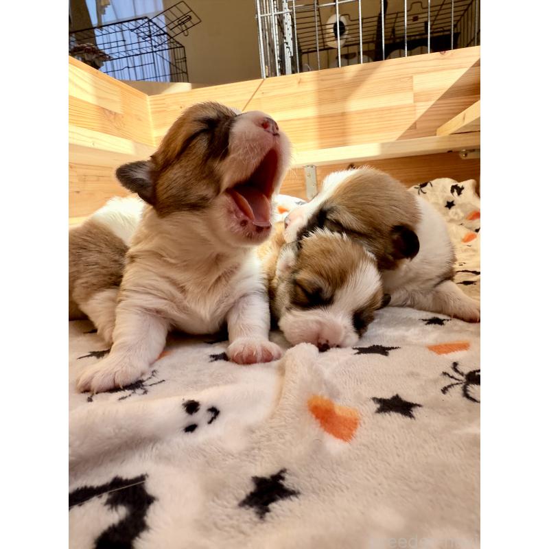 販売中の千葉県のウェルシュコーギーペンブローク-437533の2枚目