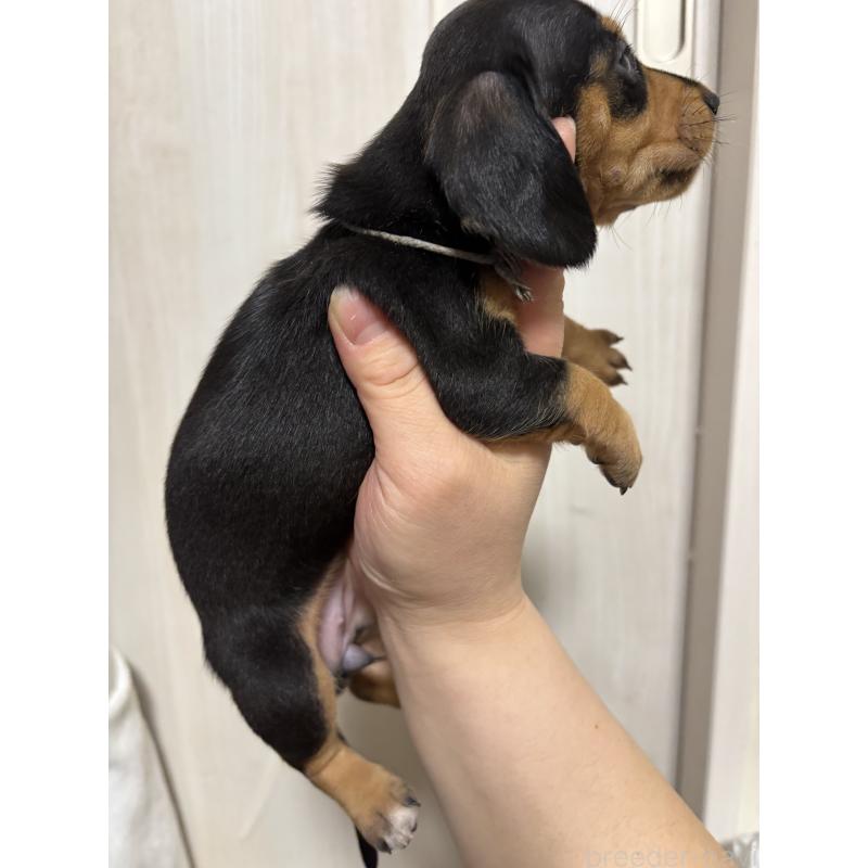 販売中の長野県のミニチュアダックスフンド(スムースヘアード)-437532の2枚目