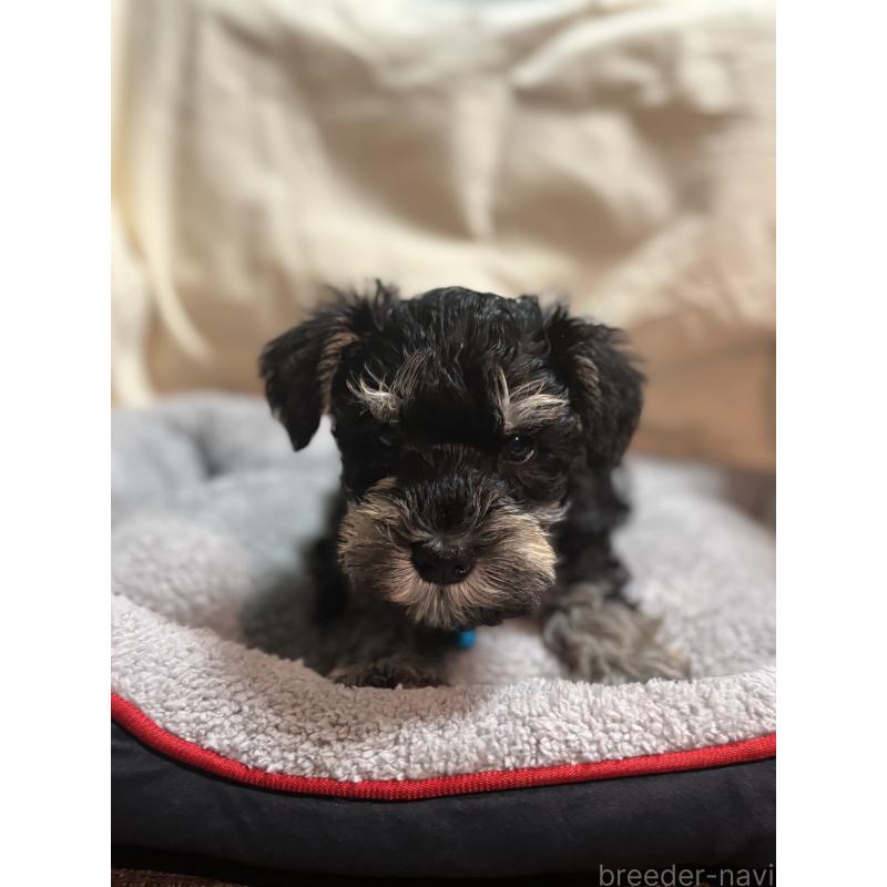 販売中の埼玉県のミニチュアシュナウザー-429577の3枚目