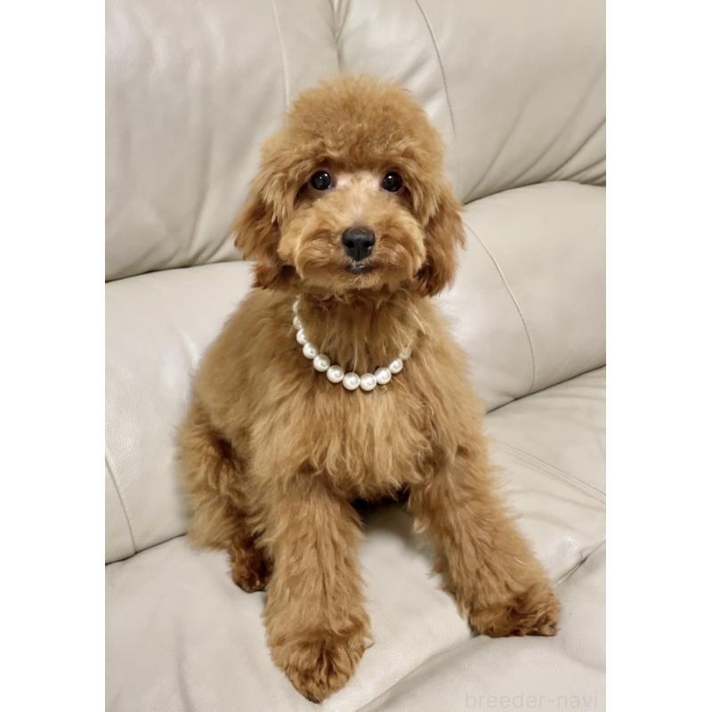 販売中の宮城県のトイプードル-399335の2枚目