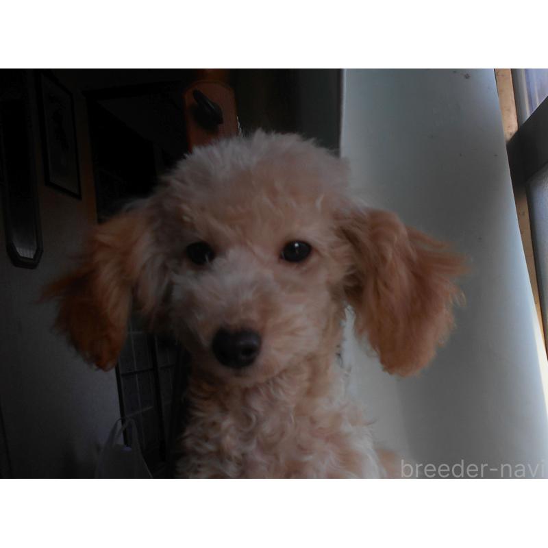 販売中の福岡県のタイニープードル-437534の2枚目