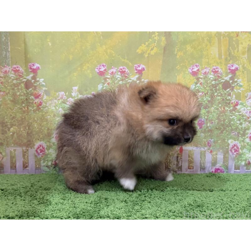 販売中の埼玉県のポメラニアン-437535の3枚目