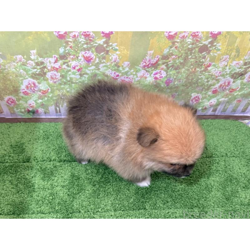 販売中の埼玉県のポメラニアン-437535の2枚目