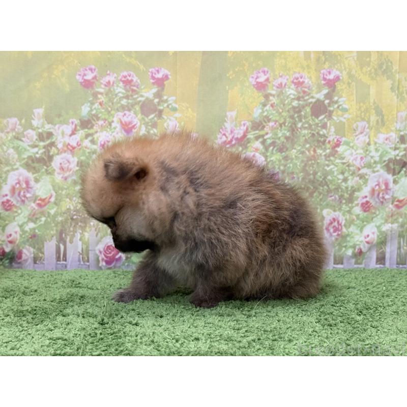 販売中の埼玉県のポメラニアン-437536の3枚目