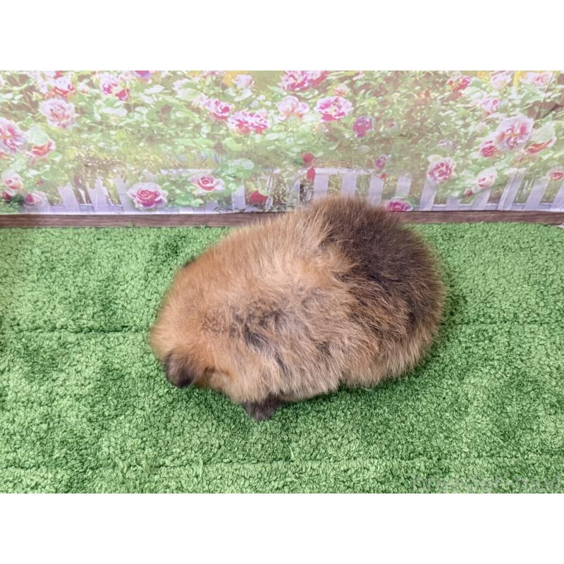 販売中の埼玉県のポメラニアン-437536の2枚目