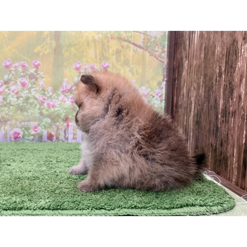 販売中の埼玉県のポメラニアン-437537の2枚目