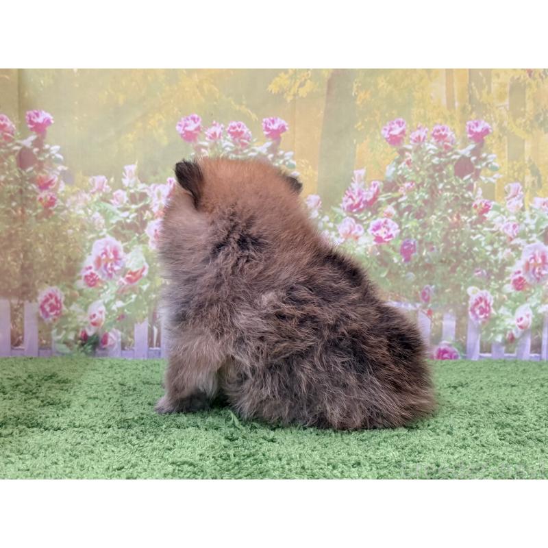 販売中の埼玉県のポメラニアン-437538の3枚目