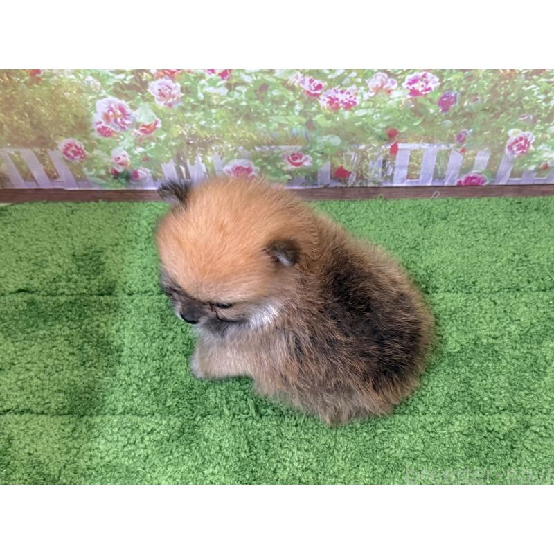 販売中の埼玉県のポメラニアン-437538の2枚目