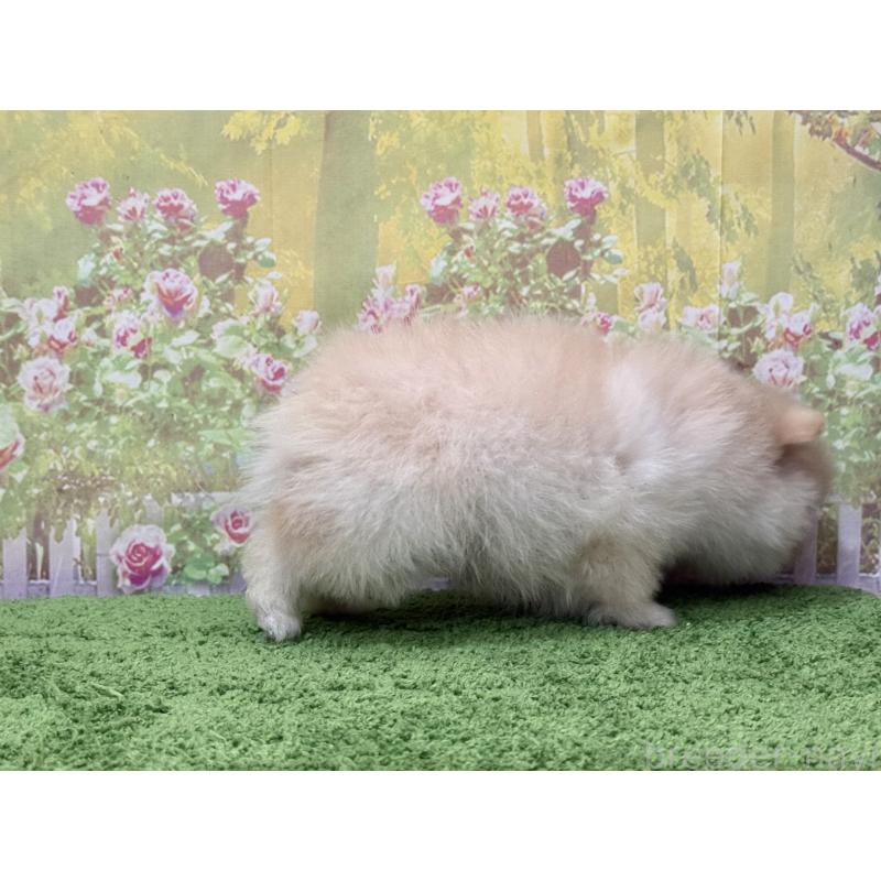 販売中の埼玉県のポメラニアン-437539の3枚目