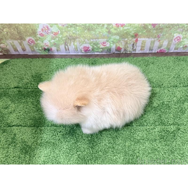 販売中の埼玉県のポメラニアン-437539の2枚目