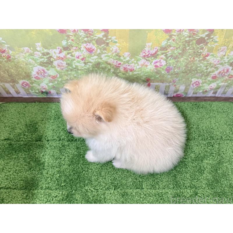 販売中の埼玉県のポメラニアン-437540の2枚目