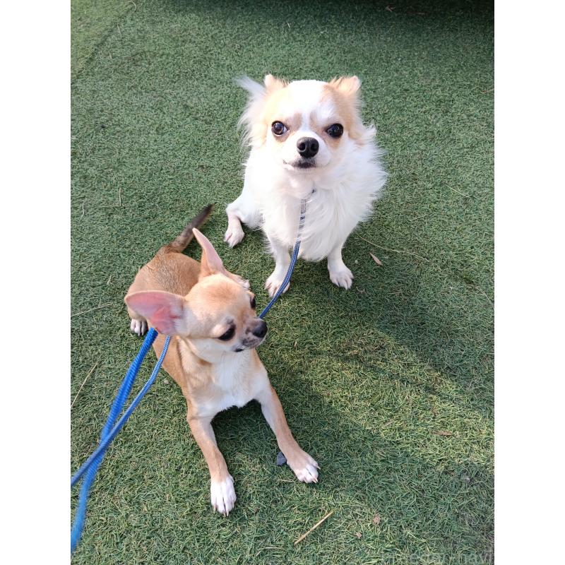 販売中の千葉県のチワワ(ロングコート)-305953の5枚目