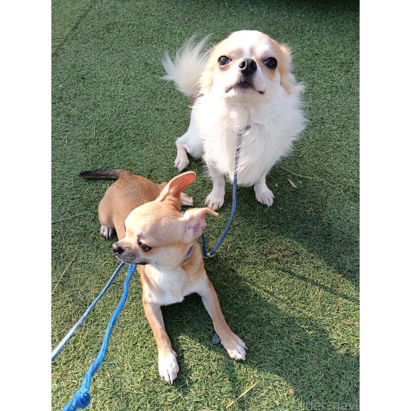 販売中の千葉県のチワワ(ロングコート)-305953の4枚目