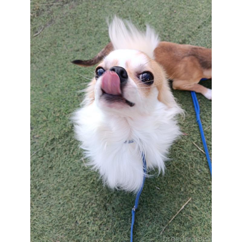 販売中の千葉県のチワワ(ロングコート)-305953の3枚目