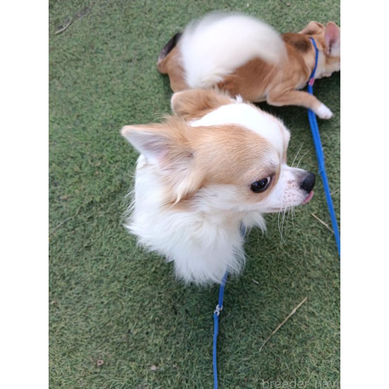 販売中の千葉県のチワワ(ロングコート)-305953の2枚目