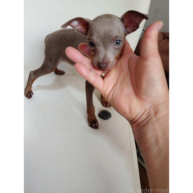 販売中の大阪府のミニチュアピンシャー(ミニピン)-428769の13枚目