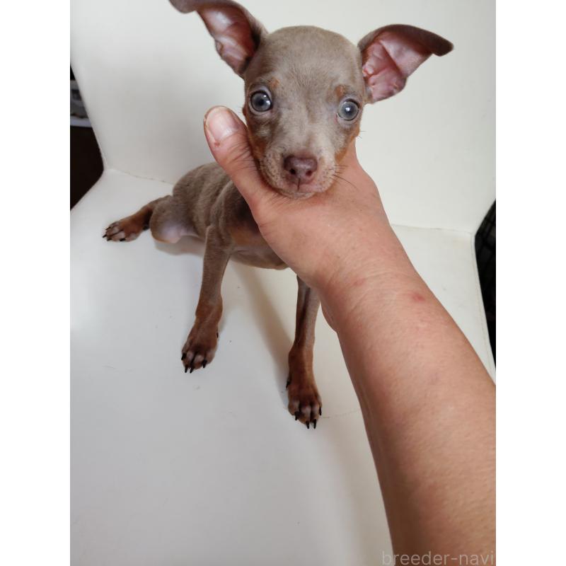 販売中の大阪府のミニチュアピンシャー(ミニピン)-428769の11枚目