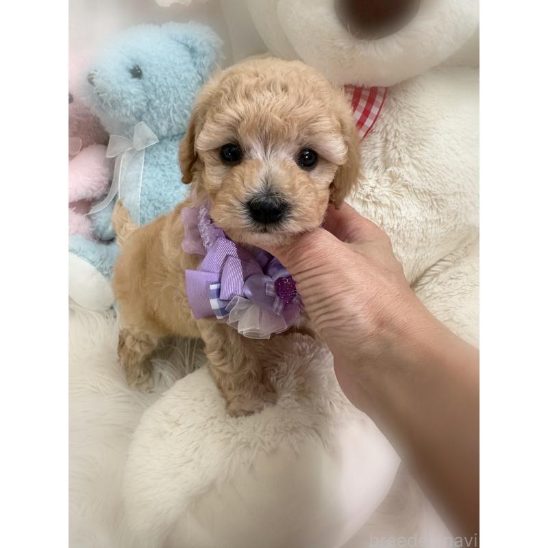 販売中の香川県のビションプー:ビションフリーゼ×トイプードル-436181の9枚目