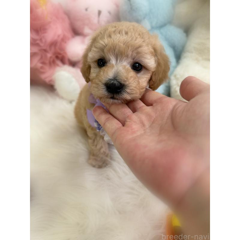 販売中の香川県のビションプー:ビションフリーゼ×トイプードル-436181の8枚目