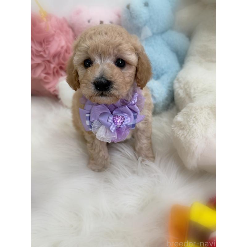 販売中の香川県のビションプー:ビションフリーゼ×トイプードル-436181の7枚目