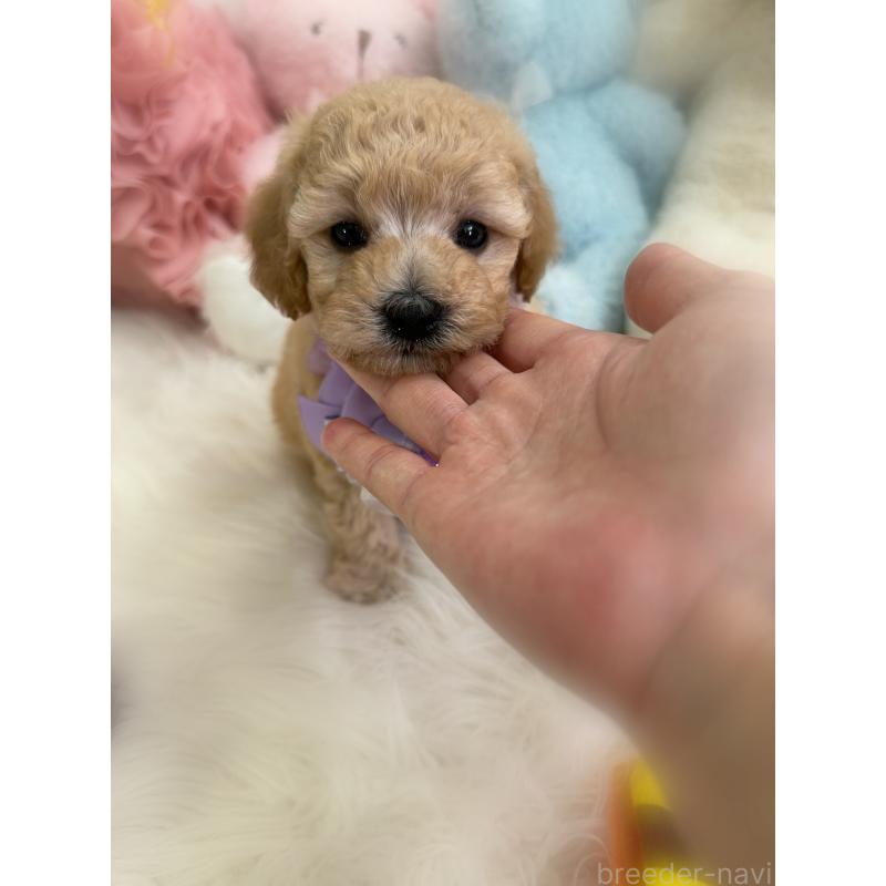 販売中の香川県のビションプー:ビションフリーゼ×トイプードル-436181の6枚目