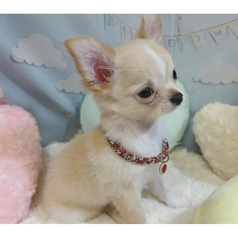 成約済の奈良県のチワワ(ロングコート)-431822の14枚目