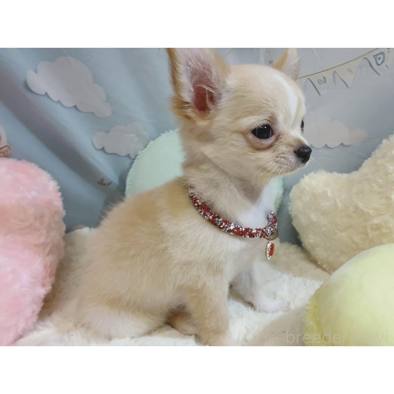 成約済の奈良県のチワワ(ロングコート)-431822の15枚目