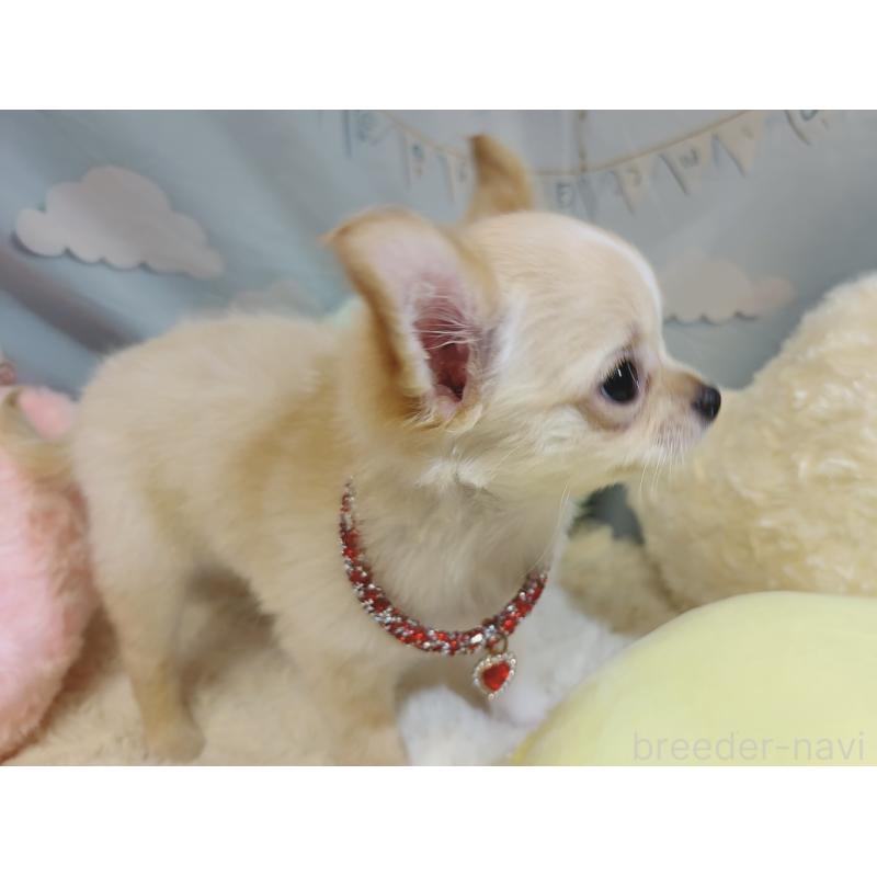 成約済の奈良県のチワワ(ロングコート)-431822の13枚目