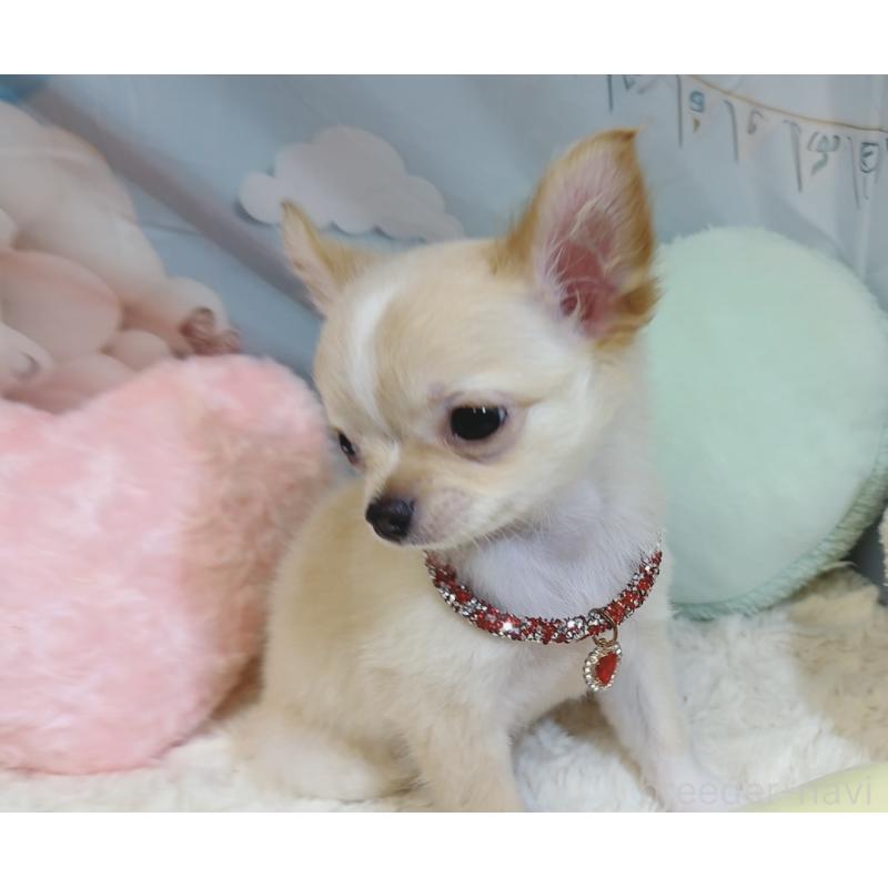 成約済の奈良県のチワワ(ロングコート)-431822の12枚目