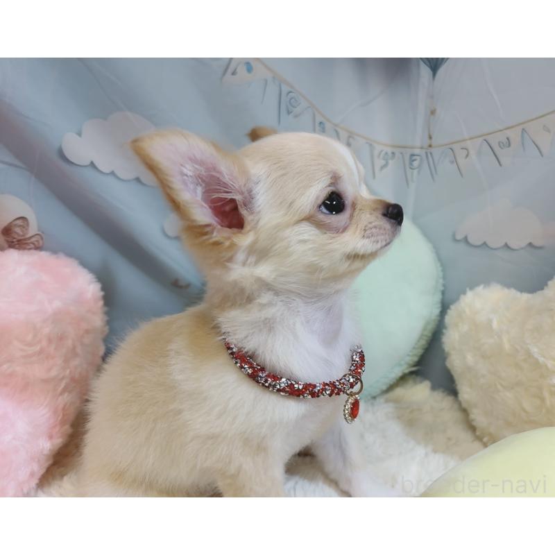 成約済の奈良県のチワワ(ロングコート)-431822の10枚目