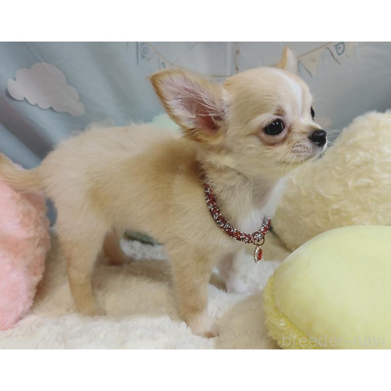 成約済の奈良県のチワワ(ロングコート)-431822の9枚目