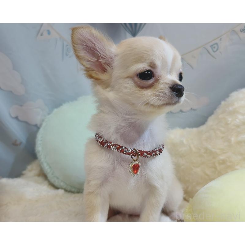 成約済の奈良県のチワワ(ロングコート)-431822の8枚目