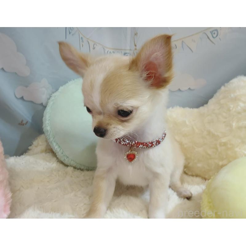 成約済の奈良県のチワワ(ロングコート)-431822の6枚目