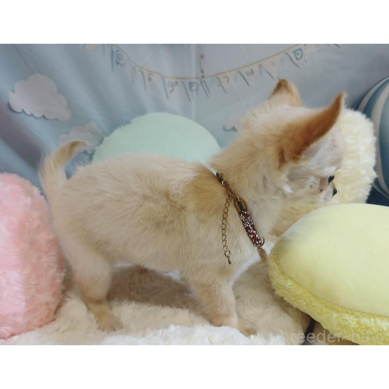 成約済の奈良県のチワワ(ロングコート)-431822の5枚目