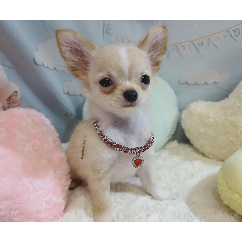 成約済の奈良県のチワワ(ロングコート)-431822の4枚目