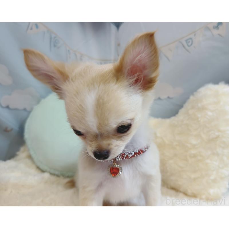 成約済の奈良県のチワワ(ロングコート)-431822の3枚目