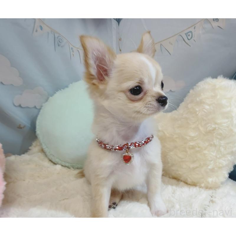 成約済の奈良県のチワワ(ロングコート)-431822の2枚目