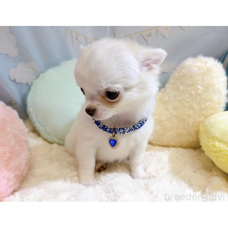 成約済の奈良県のチワワ(ロングコート)-431825の16枚目