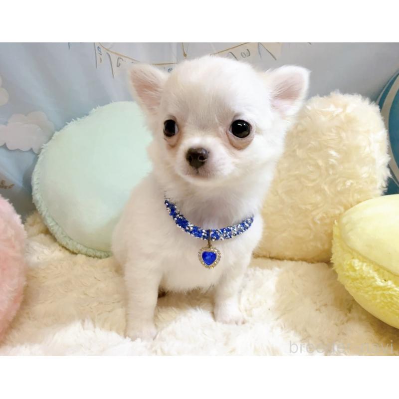 成約済の奈良県のチワワ(ロングコート)-431825の15枚目