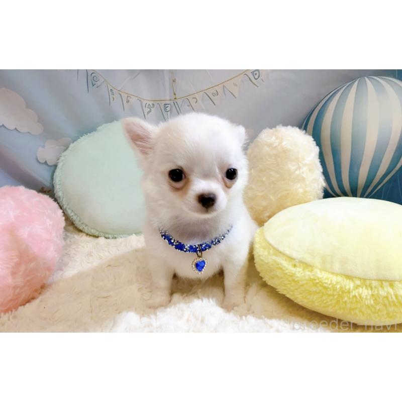 成約済の奈良県のチワワ(ロングコート)-431825の14枚目