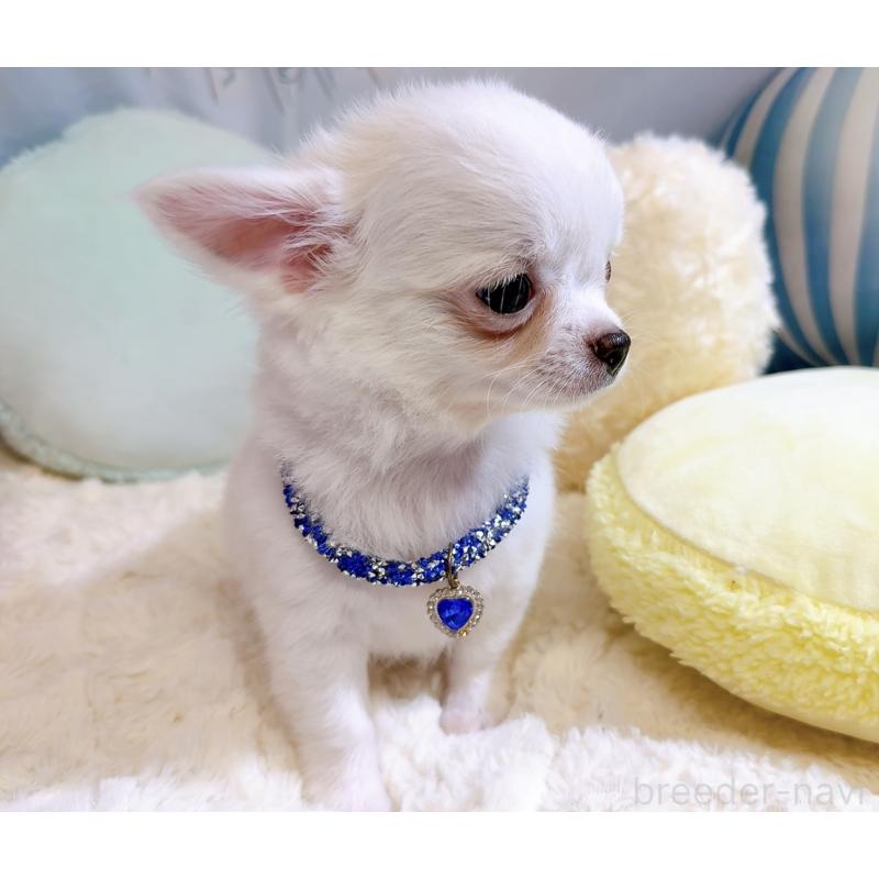 成約済の奈良県のチワワ(ロングコート)-431825の13枚目