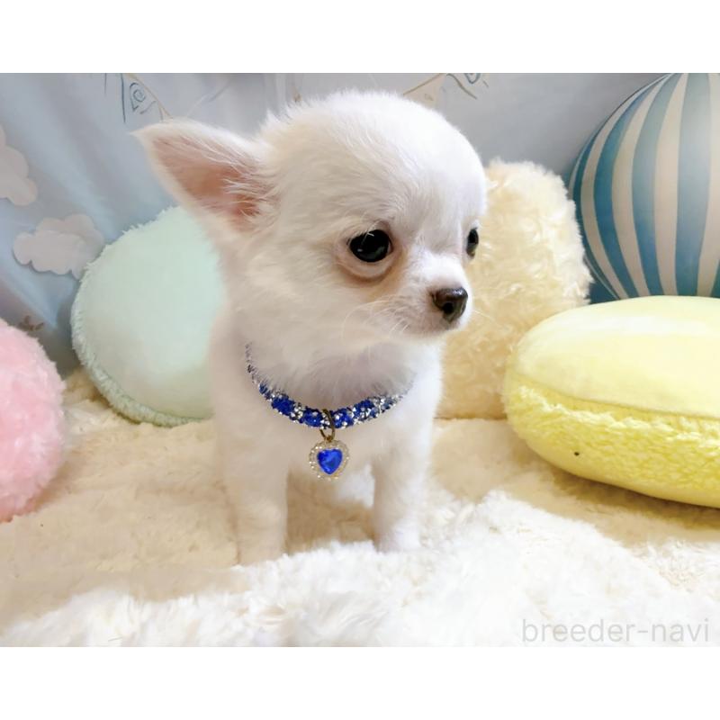 成約済の奈良県のチワワ(ロングコート)-431825の12枚目