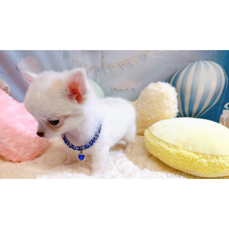 成約済の奈良県のチワワ(ロングコート)-431825の11枚目